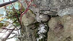 stcronans 1075.jpg